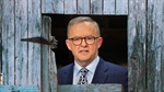 'We need realistic strategies': Ag left in the dark on major Labor policies