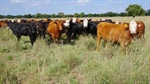 Exceptionally well-developed Braemar built for grazing, farming success