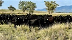 Well-watered, well-fenced cattle country with feed for consistent 500 head