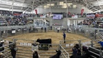 Watch the moment a heifer cracked six-figures at the Elite Angus Female Sale