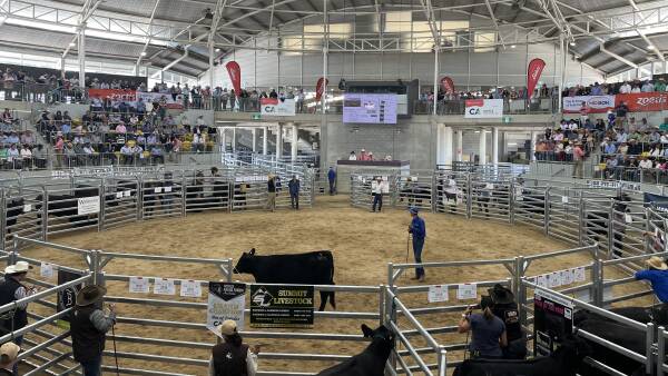 Watch the moment a heifer cracked six-figures at the Elite Angus Female Sale