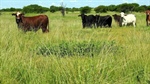 Productive Mugwee on the market with abundant grass and excellent waters