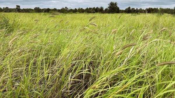 Major Central Queensland breeding and backgrounding property Myra on market