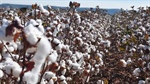 NT cotton expansion boosted by 10,000 megalitre irrigation green light