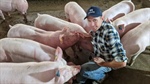 Pig farmer halves electricity bills by using biogas to power his piggeries