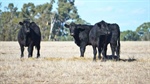 'Good, solid farm' is heading to public auction in the West Wimmera next month