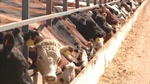 Feedlot market success has GrainCorp eyeing more stockfeed business buys