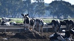Getting connected could save time and increase data accuracy in herd testing