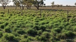 The Lagoon offers 31,996 acres of fertile country with 26km river frontage