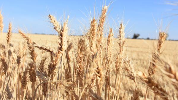 Grains claims it is carrying other sectors in federal ag department funding