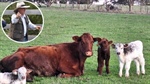 Shorthorn cow gives birth to healthy triplets, unaided on Australian farm
