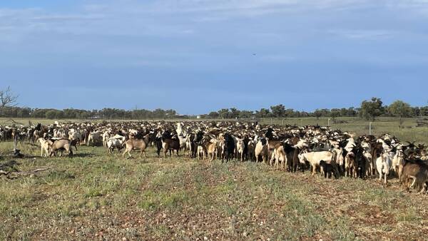 Markets lap up booming goat supply as depressed prices plague producers