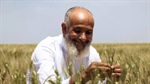 ICARDA research leads to drought resistant durum wheat launch in Morocco