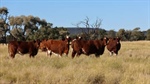 Benalla: exceptional Mitchell, buffel grass country off to auction | Video