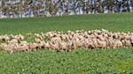 Premium Ballan grazing farm with river frontage listed for $2 million
