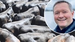 Leading analyst projects cattle price upswing of up to 200c/kg for 2026