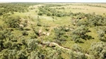 Ernestina Plains sold walk in, walk out at auction with Brahman cattle