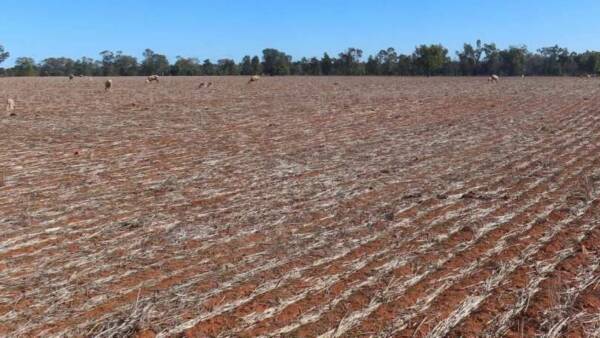 Versatile Hermidale property with cultivation heads to auction on August 13