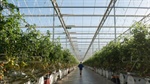 Agribusiness buzz in brief: Sundrop sale; grain port bids; last Qantas flight