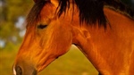Horse industry on high alert: potentially devastating disease detected