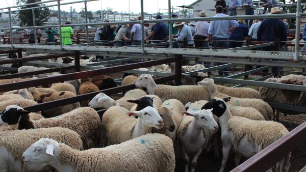 Buyer backlash shows in export figures as lamb prices keep setting records