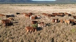 Stand-out breeding, backgrounding, finishing operation for 3000 cattle