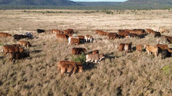 Stand-out breeding, backgrounding, finishing operation for 3000 cattle