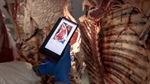 Aussie agtech company gets US approval for meat grading cameras