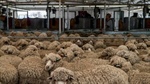 Wool prices on an upward glide: is it a demand surge or a supply crunch?