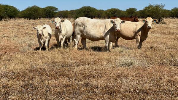 Highly productive black soil downs country with quality cattle and plant