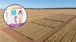Khapra beetle found in nappies, biosecurity battle to keep exotic pest out