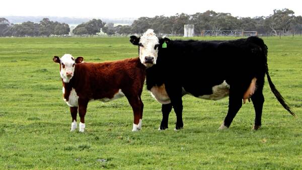 Premier grazing property on offer in SA after long family ownership