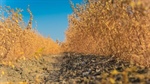 Pulse prices plummet, chickpeas dip below $500/t, less than half 2024 value