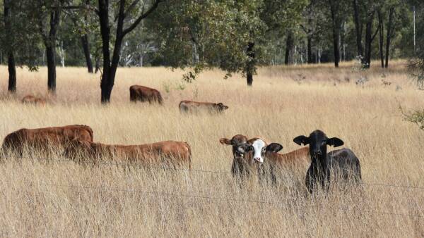 The true amount of grazing land under forest and emissions from raising beef