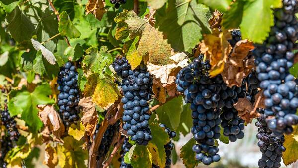 Pair of Victorian vineyards have sold despite industry headwinds in other states
