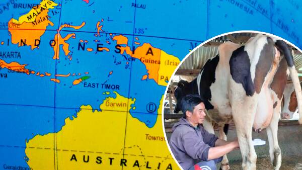 Export of dairy heifers to Indonesia could be 'extra milk cheque' for farmers
