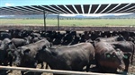 Elders says it may be tempted to sell key asset as feedlot buying interest rises