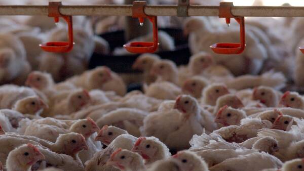 Restructuring the roost: Rumours abound as Ingham's goes on cost-cutting drive