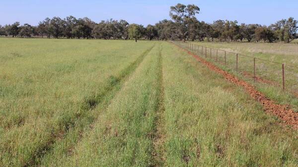 Superior central western farming, grazing country that is about 85pc arable