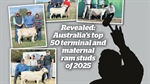 Revealed: Australia's top 50 terminal and maternal ram studs of 2025
