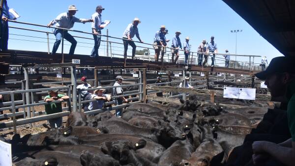 The big threat from China beef tariffs on the minds of southern weaner buyers
