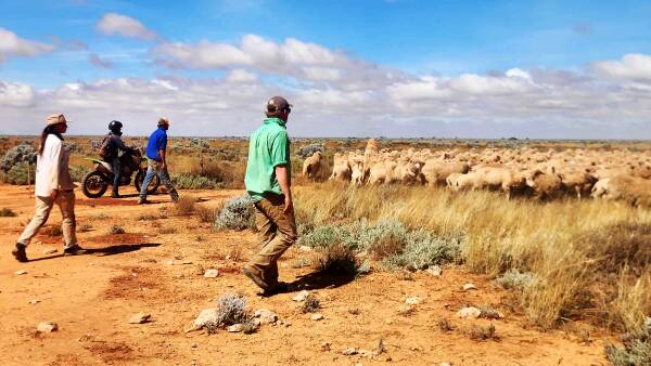 Australian cattle giant looks to sheep, snaps up second huge WA property