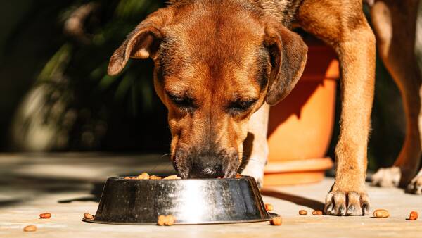 Scraps to supplements: how ag is capitalising on a surging pet economy