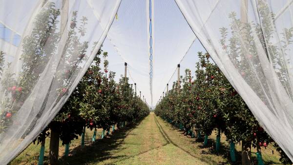 Goulburn Valley orchard sale offers exclusive bite of premium apple market