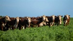 Alluvial soils and exceptional water delivers beef powerhouse | Photos