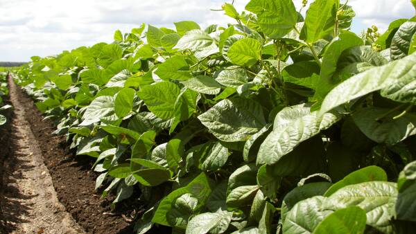 Break crop benefits with cash crop returns: $1500/t mung beans' star turn