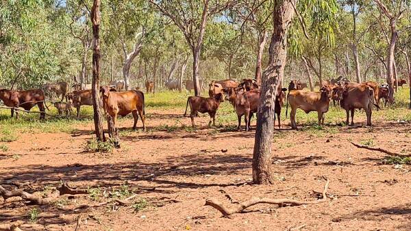 Kimberley cattle station owner ready to 'meet the market' in online auction