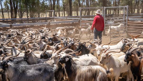 'Collapse in trade': opportunistic markets in goatmeat trade prove volatile