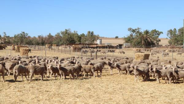 'The right questions to ask': how data can boost lamb survival and profits