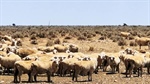 Nullarbor trifecta: Third big sheep station is now under contract